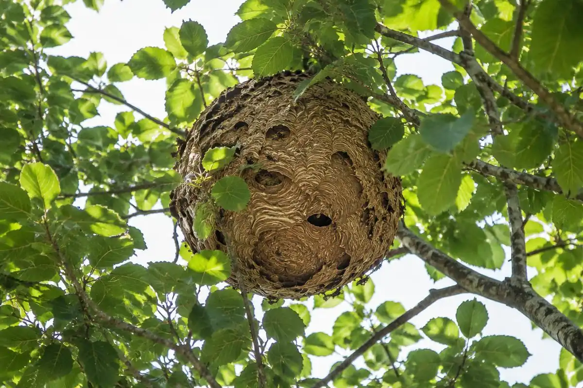Gros nid sphérique de frelons asiatiques accroché dans les branches d’un arbre