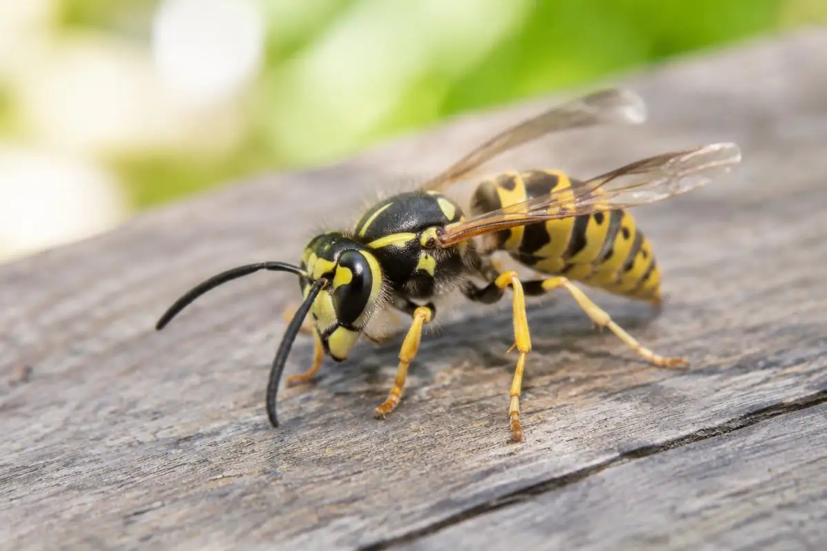 Guêpe jaune et noire posée sur une table de jardin en bois