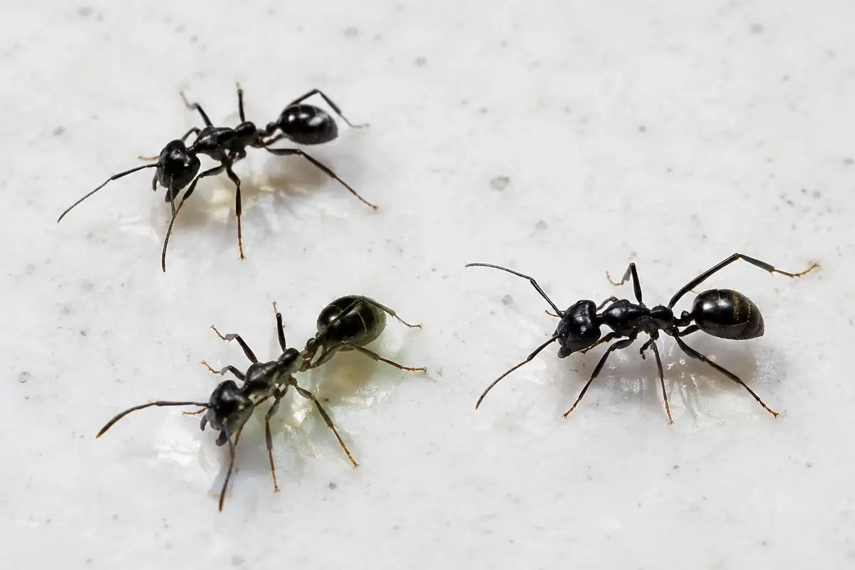 Fourmis noires sur un plan de travail blanc, illustration
