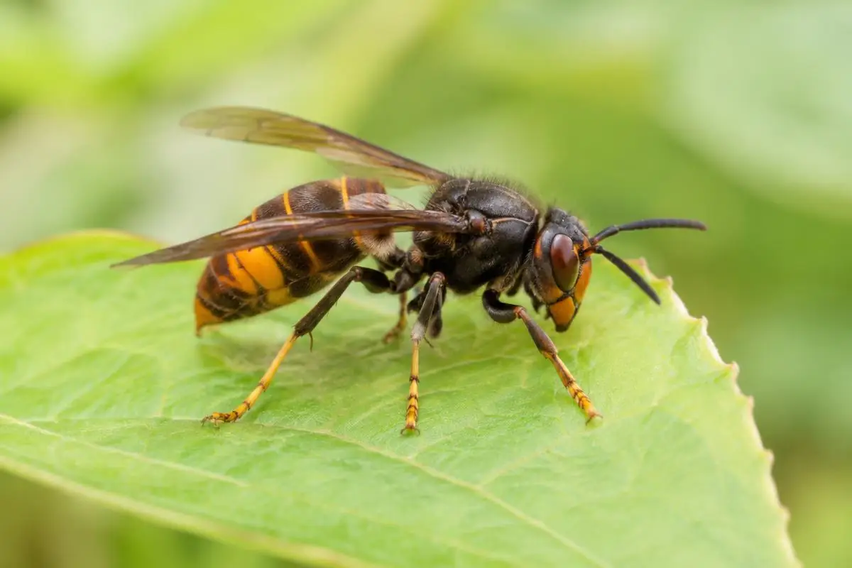 Frelon asiatique posé sur une feuille, illustration