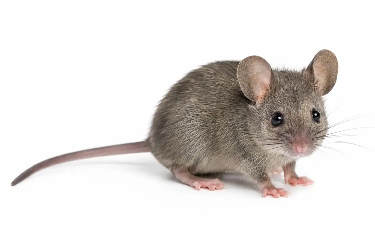 Souris grise sur fond blanc, illustration